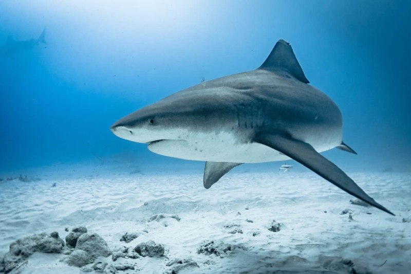 Carcharhinus leucas