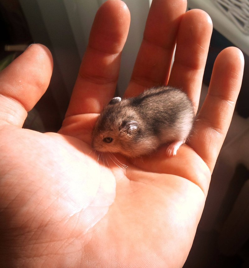 Хомяк джунгарский