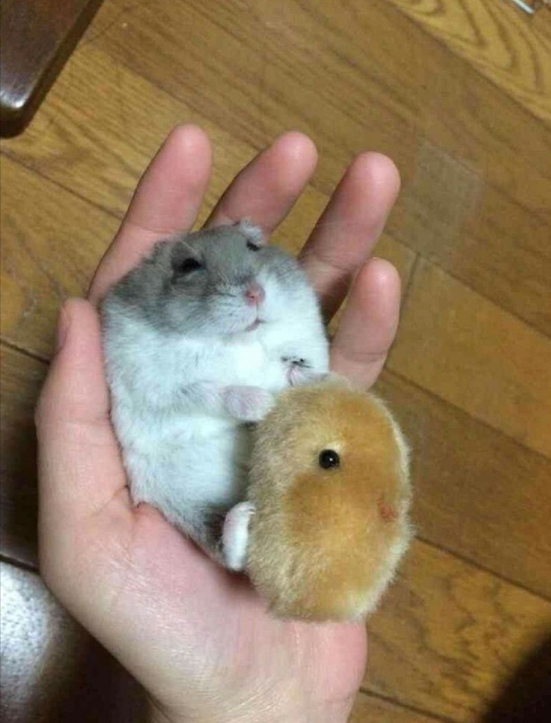 Карликовый хомяк