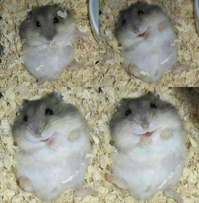 Хомяк джунгарский