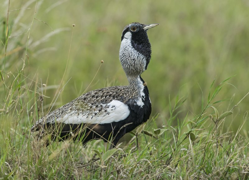 Houbaropsis bengalensis