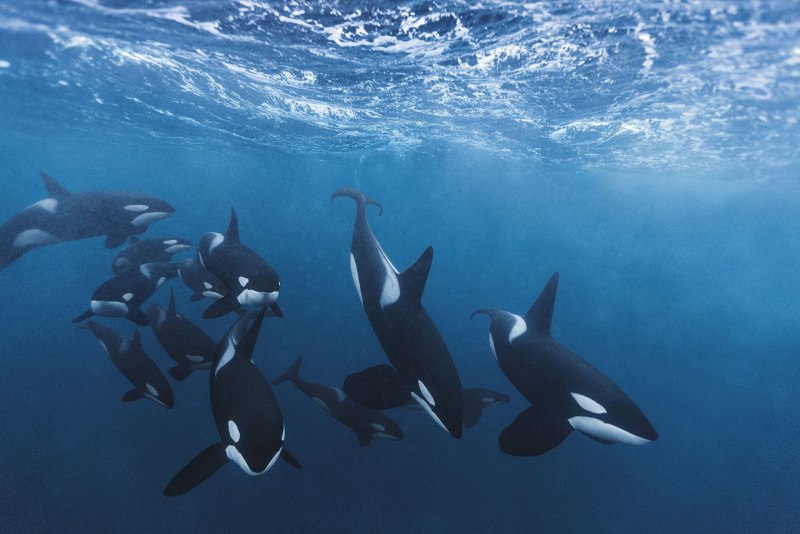 Косатка - Orcinus Orca (Дальневосточная Плотоядная популяция)
