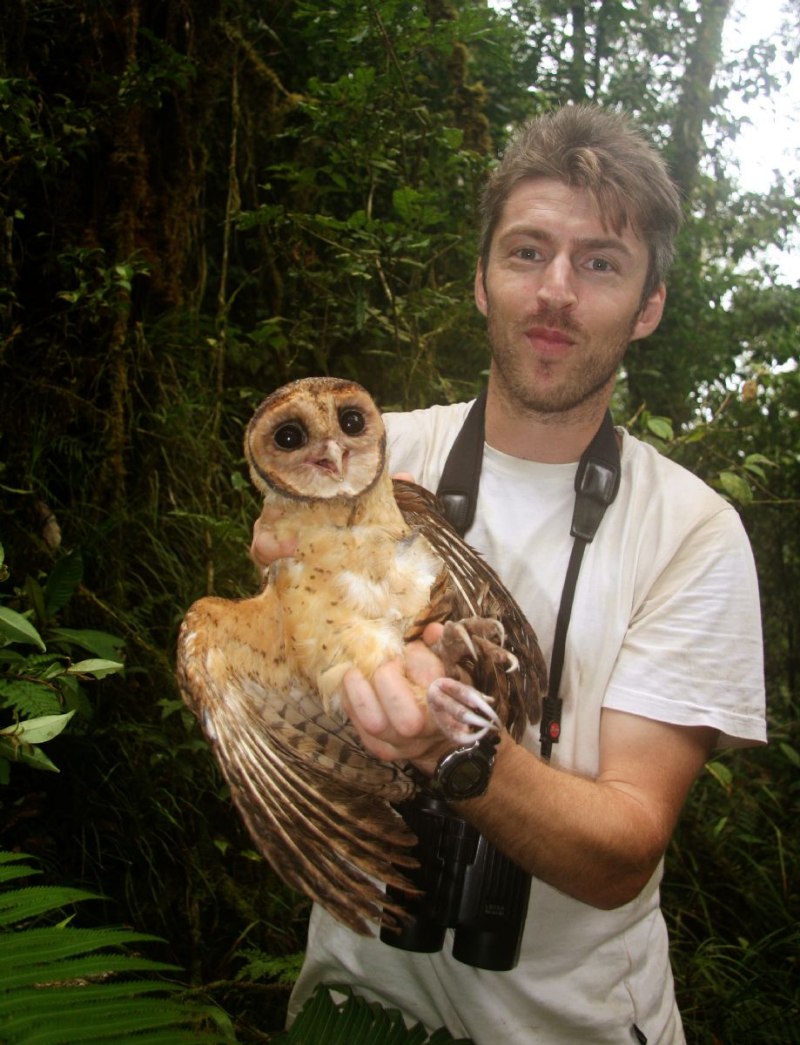 Golden masked Owl