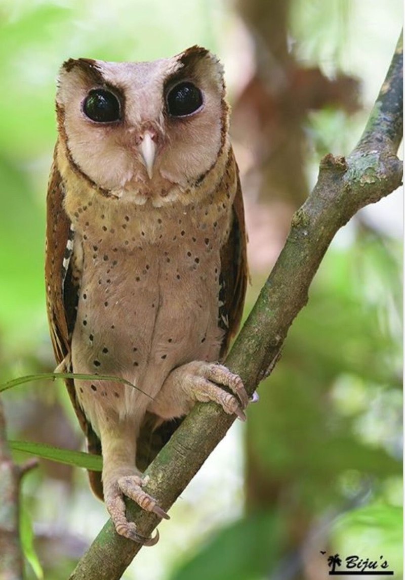 Bay Owl