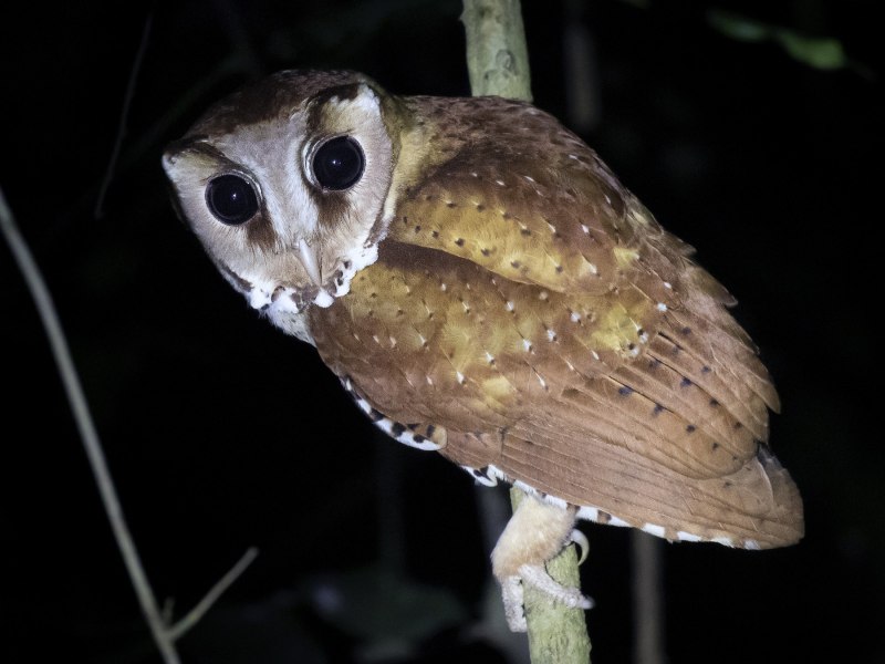 Oriental Bay Owl
