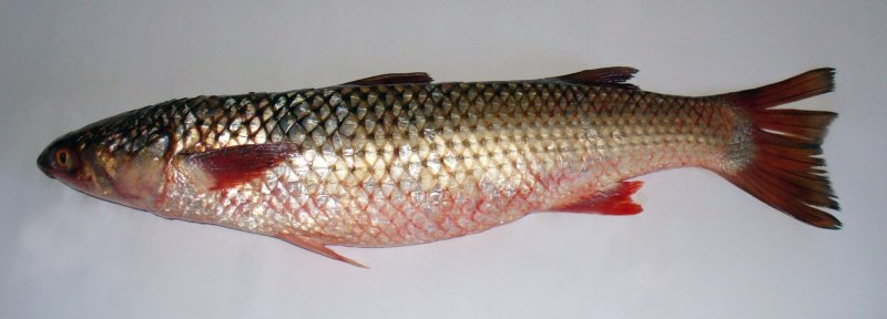 Рыба Азовского моря пеленгас