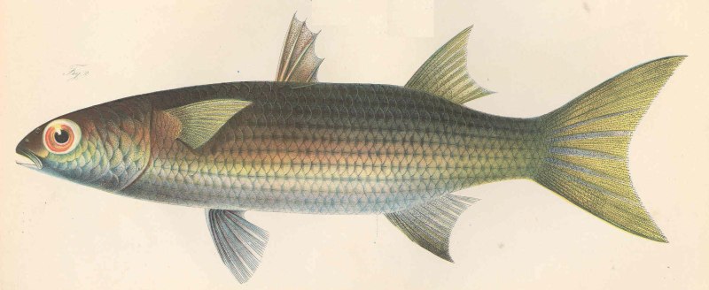 Mugil cephalus