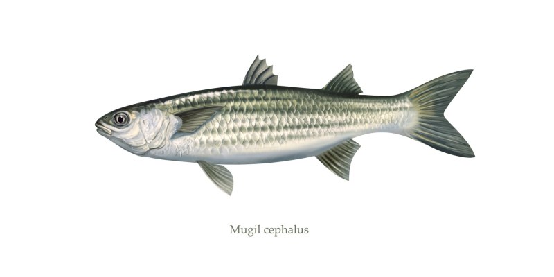 Mugil cephalus