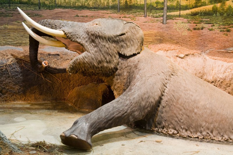 American Mastodon
