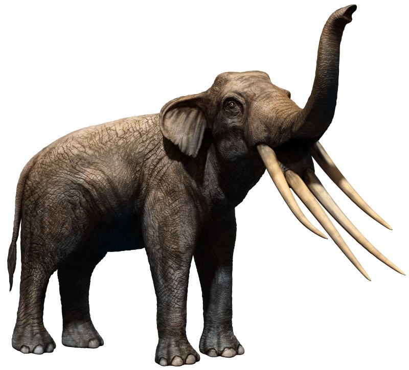 Stegotetrabelodon вымершие хоботные