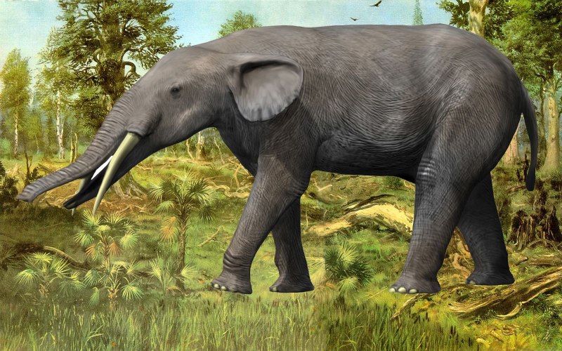 Stegotetrabelodon вымершие хоботные