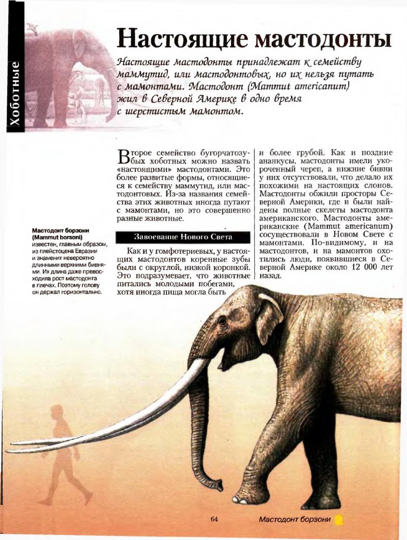Мамонт мастодонт и слон