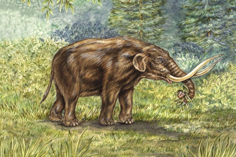 Семейство мастодонты (Mammutidae)