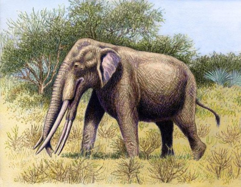 Stegotetrabelodon syrticus