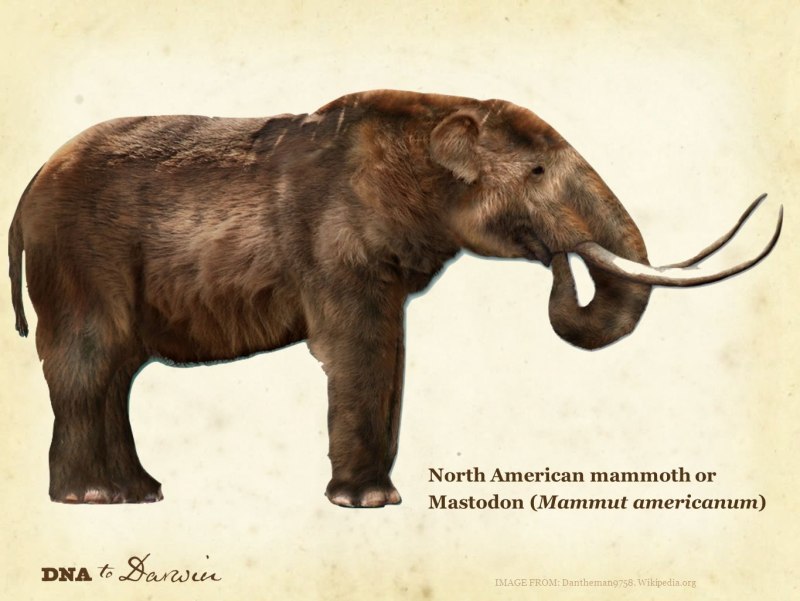 Mammut americanum