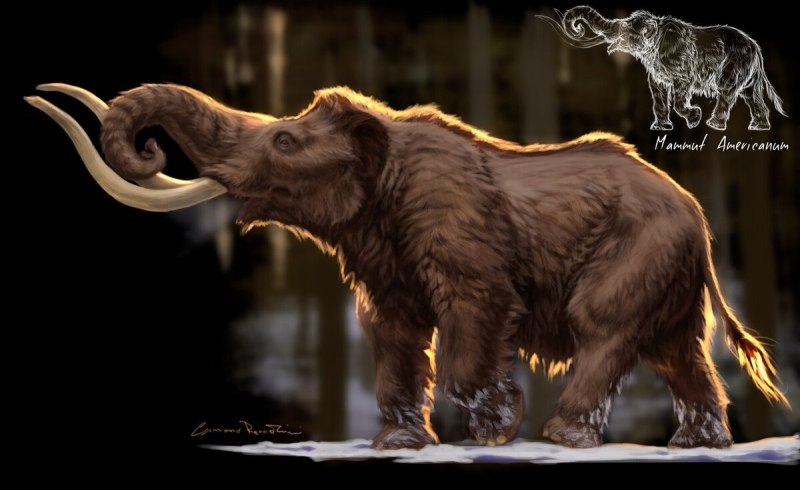 Mammut americanum