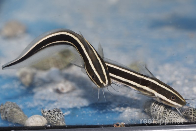 Полосатый сом Plotosus lineatus
