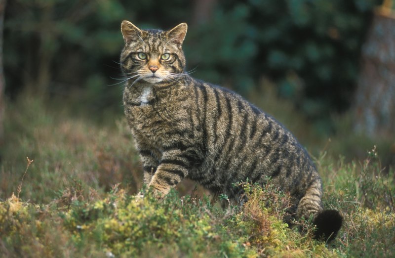 Европейский Лесной кот камышовый