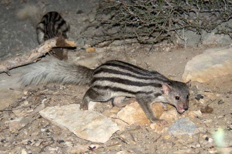 Galidictis grandidieri
