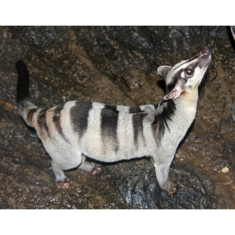 Banded Palm civet