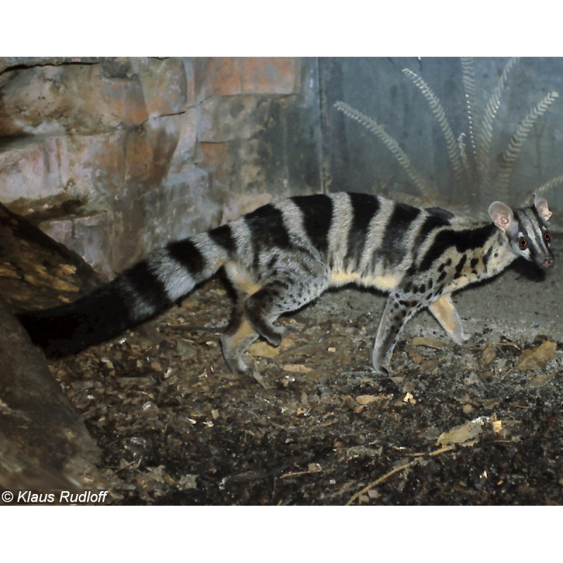 Chrotogale owstoni