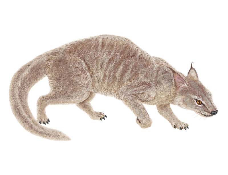 Миацис (Miacis)
