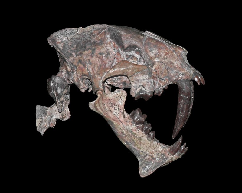 Гоплофонеус (Hoplophoneus),