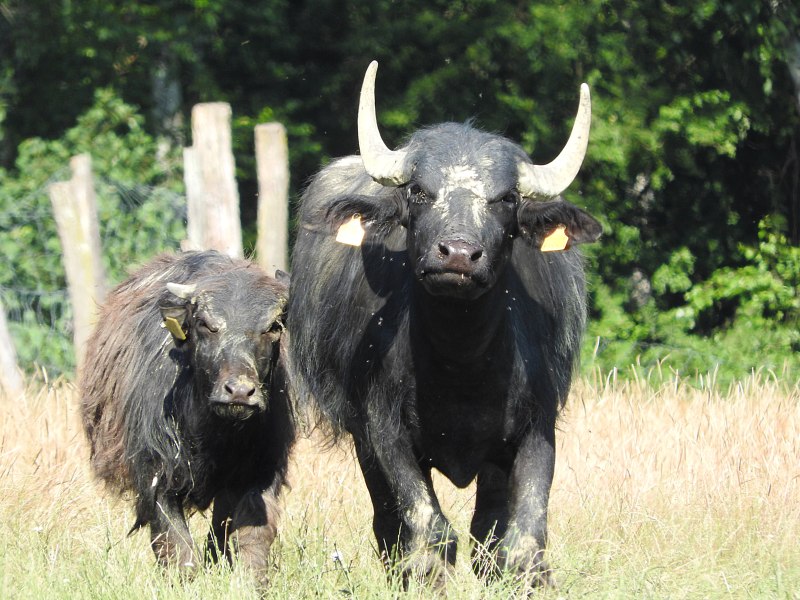 Buffalo Buffalo Buffalo Buffalo Buffalo Buffalo Buffalo Buffalo