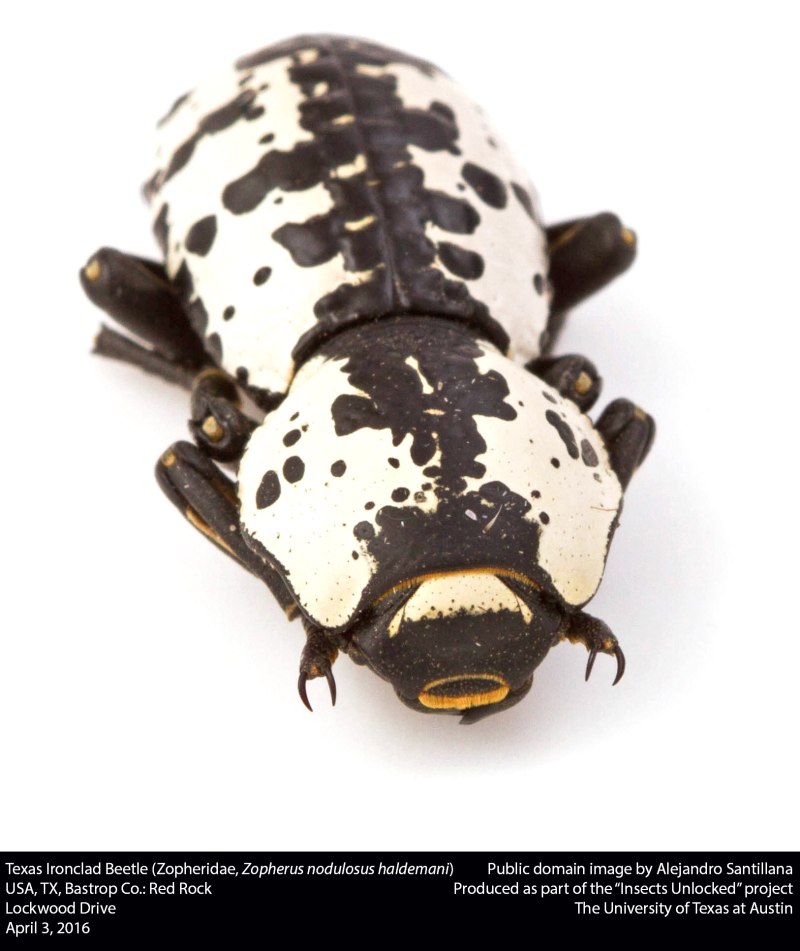 Zopherus nodulosus