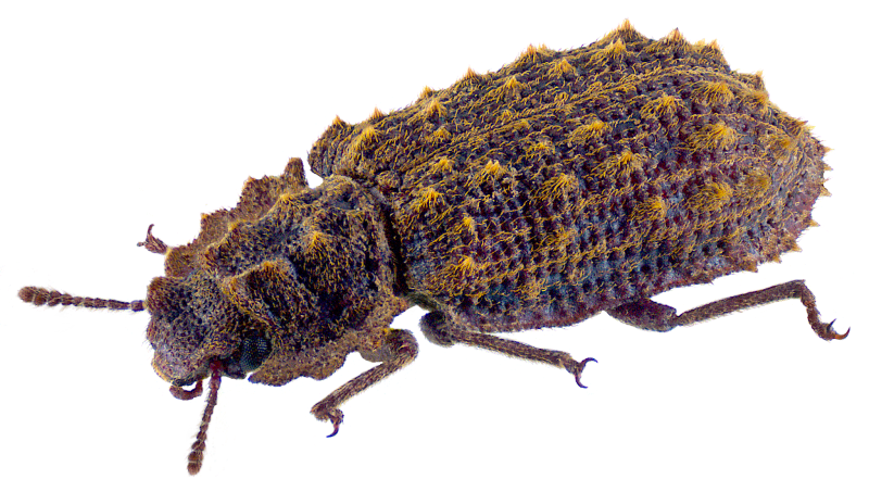 Alaskozetes antarcticus