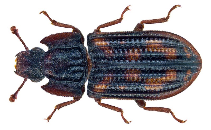 Colydiidae