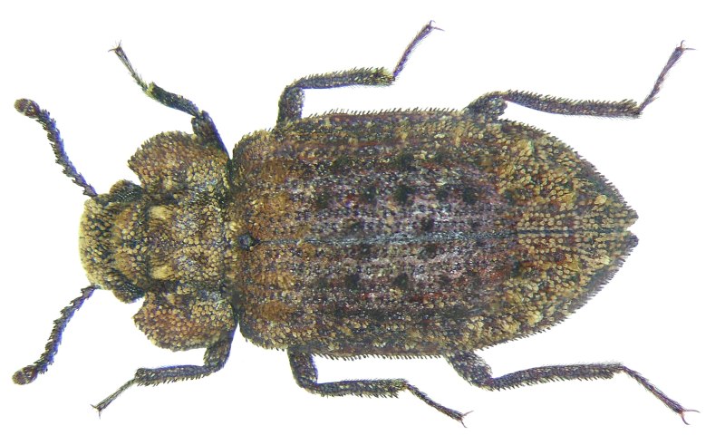 Саlyptraea chinensis)