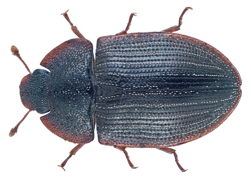 Istigobius decoratus