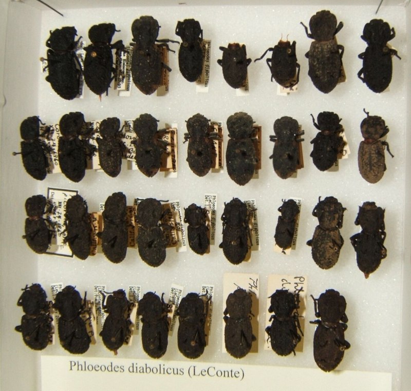 Жук-броненосец Phloeodes Diabolicus