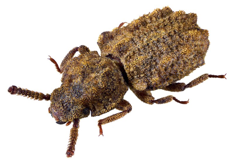 Pycnosteus tuberculatus