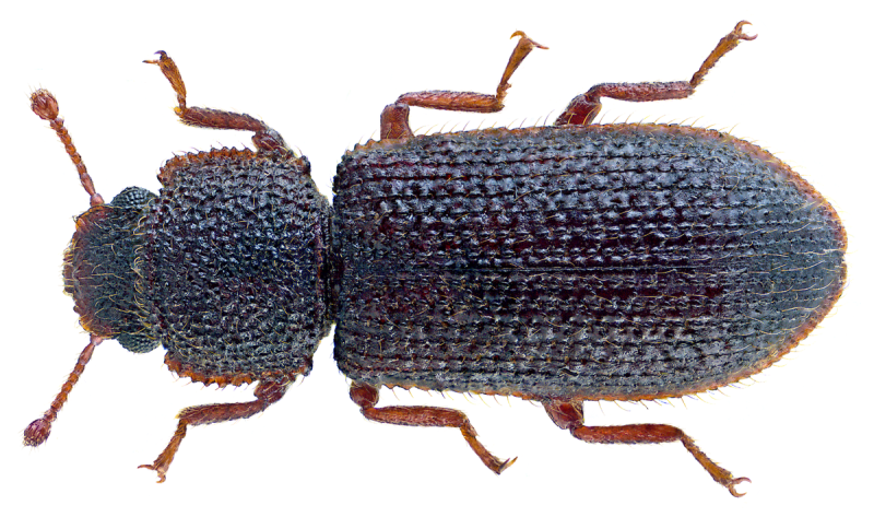 Coprobia granulata