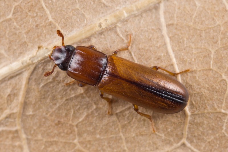 Helochares lividus