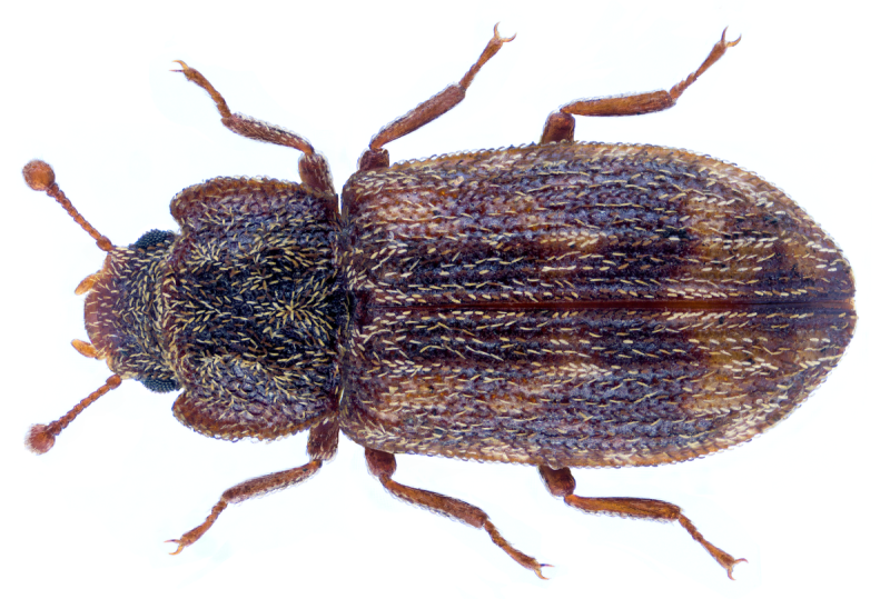 Crypturellus variegatus