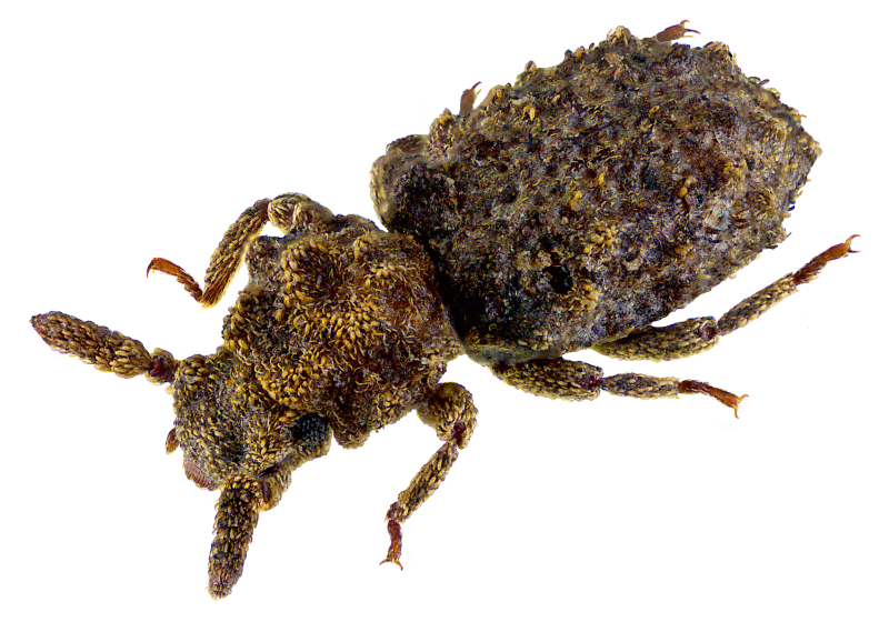 Nosoderma Diabolicum Жук
