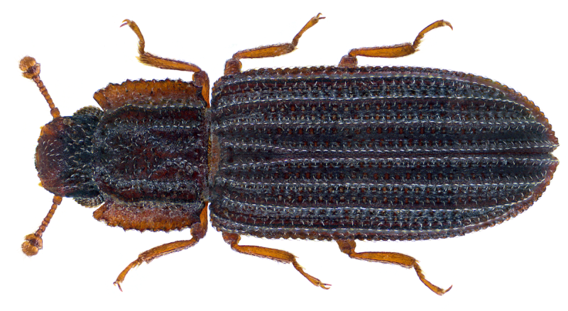 Euplectus piceus Motschulsky, 1835