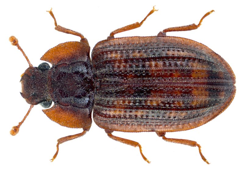 Броненосный Жук Zopheridae