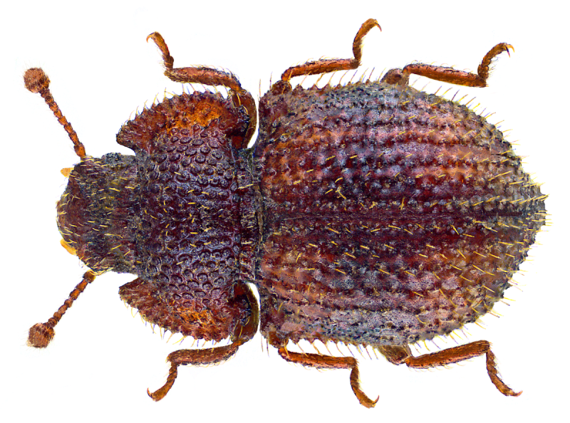 Meligethes Morosus Erichson, 1845