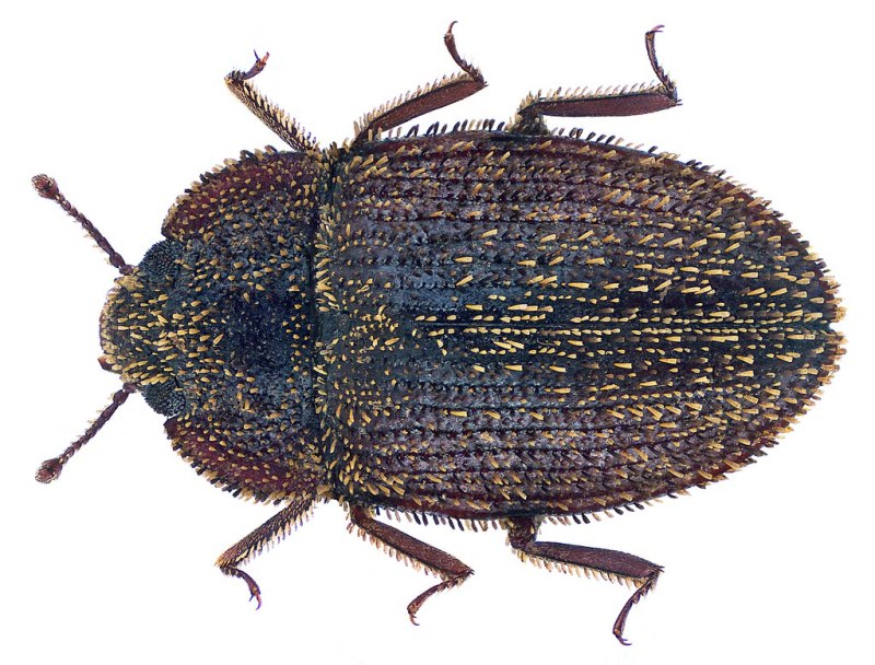 Trachlemonas oblonga