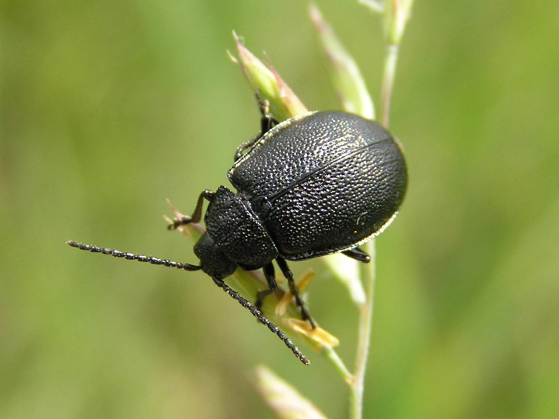 Galeruca tanaceti