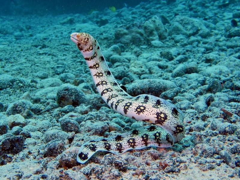 Морской Крайт плоскохвост