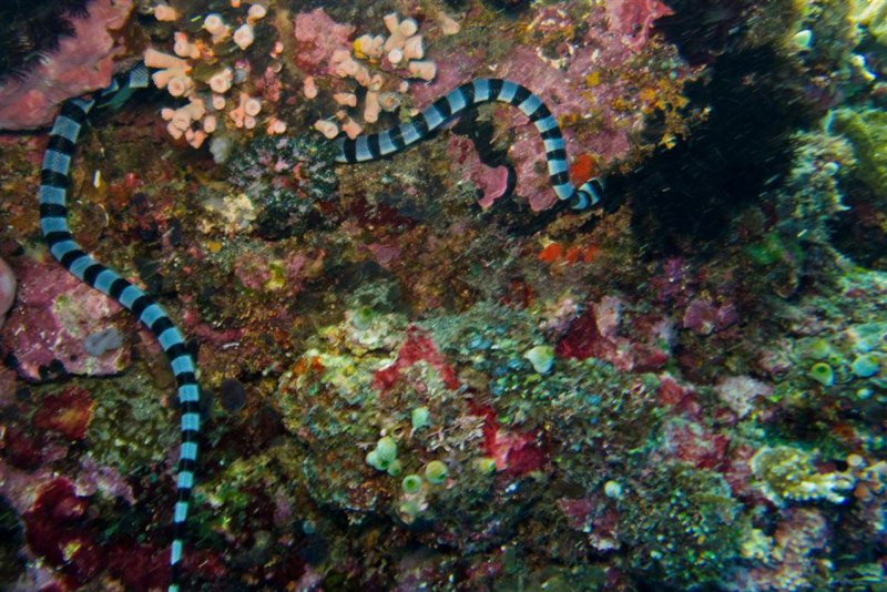 Плоскохвостая морская змея