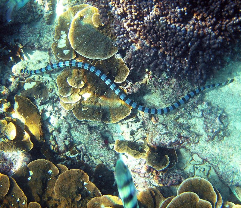 Морской Крайт плоскохвост