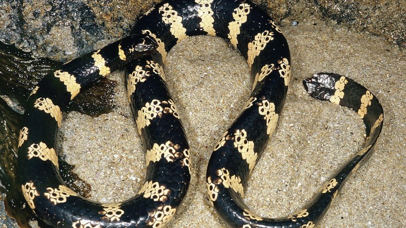 Пятнистая морская змея