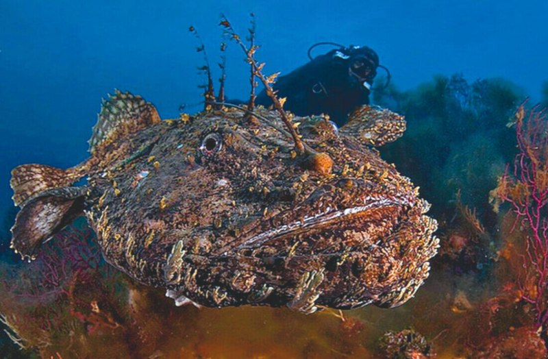 Морской черт удильщик