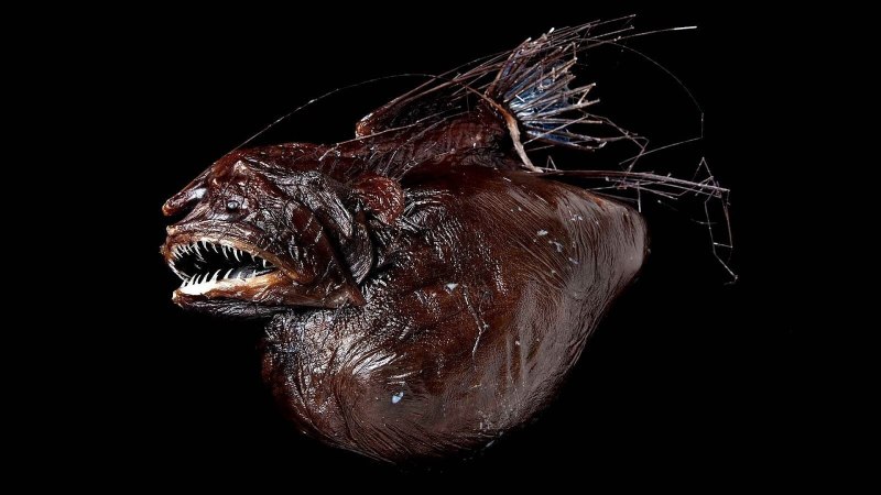 Морской чёрт удильщик